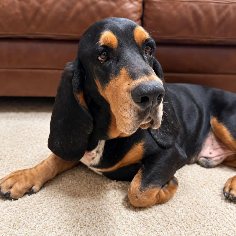 Roscoe thumbnail 2