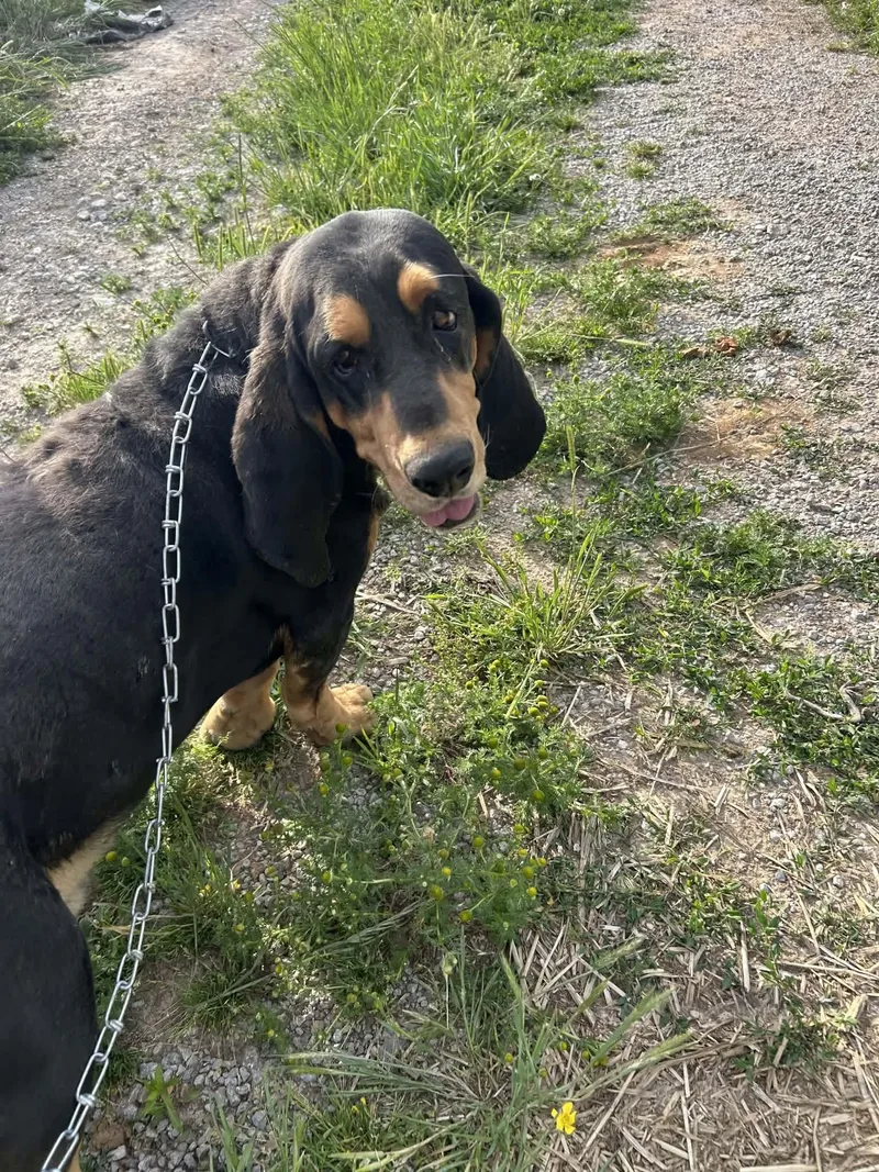 Roscoe thumbnail 5