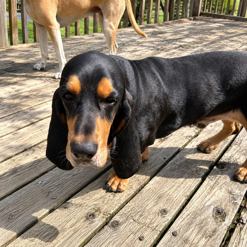 Roscoe thumbnail 6