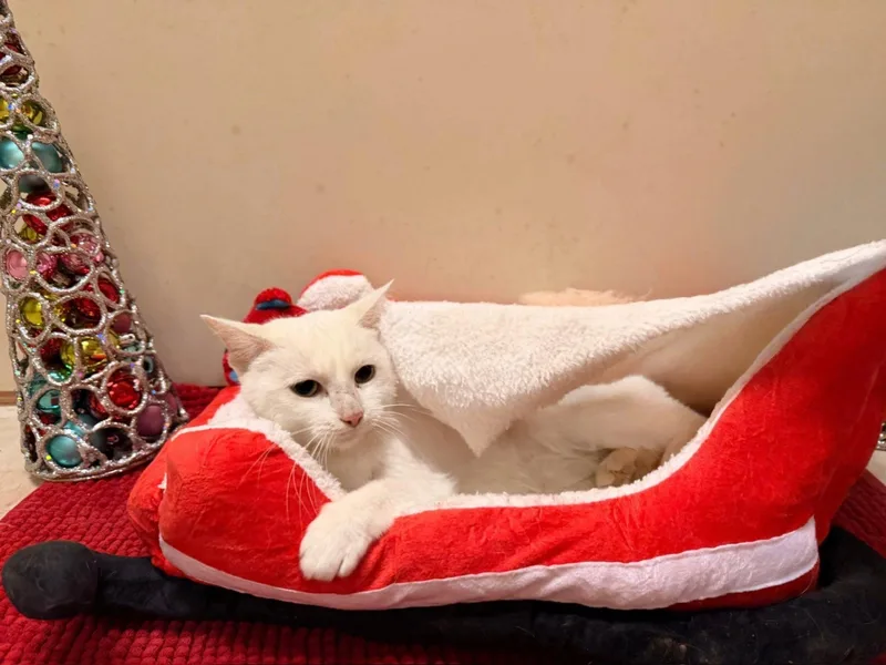 A young medium-sized female Domestic Short Hair cat named Iris for adoption in Terre Haute, IN