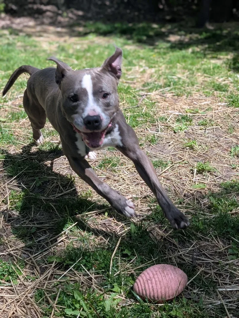An adult medium-sized male Gray / Blue / Silver Pit Bull Terrier dog named Elvin for adoption in Chicago, IL