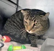 An adult medium-sized male Domestic Short Hair cat named Schroedinger for adoption in Fishers, IN
