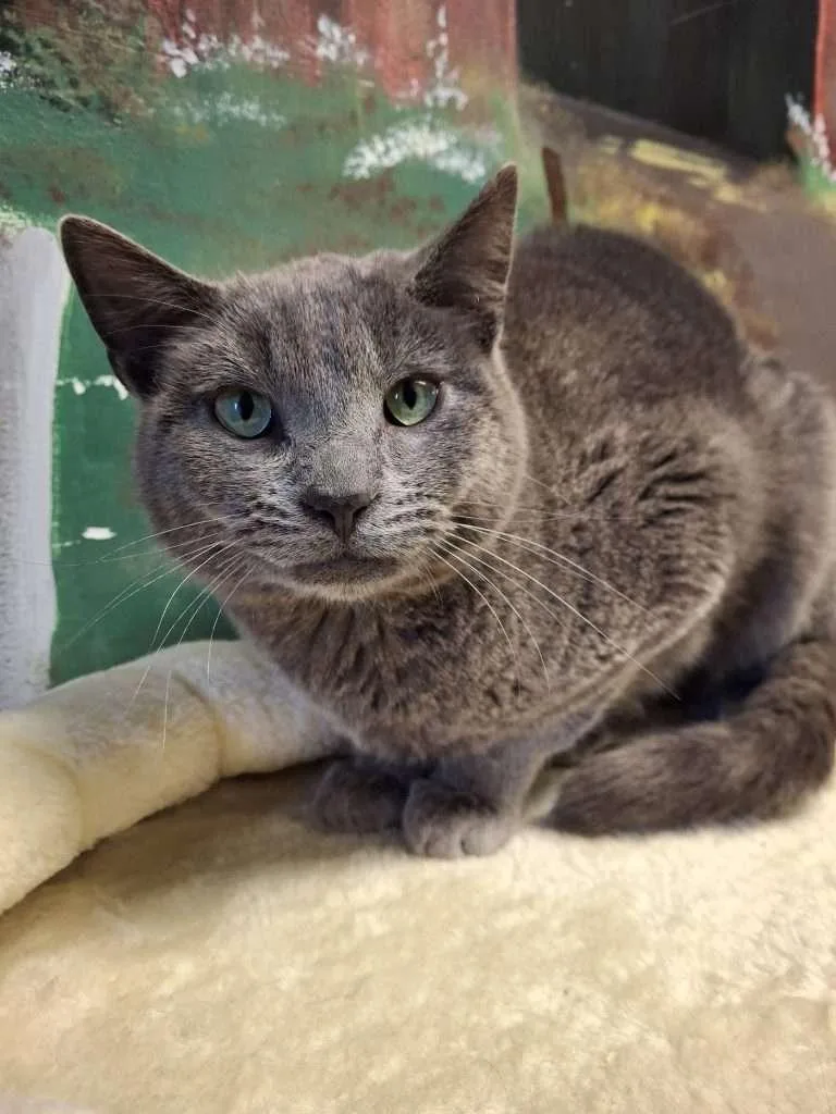 A young medium-sized male Gray / Blue / Silver Domestic Short Hair cat named Bonsai for adoption in Ironwood, MI