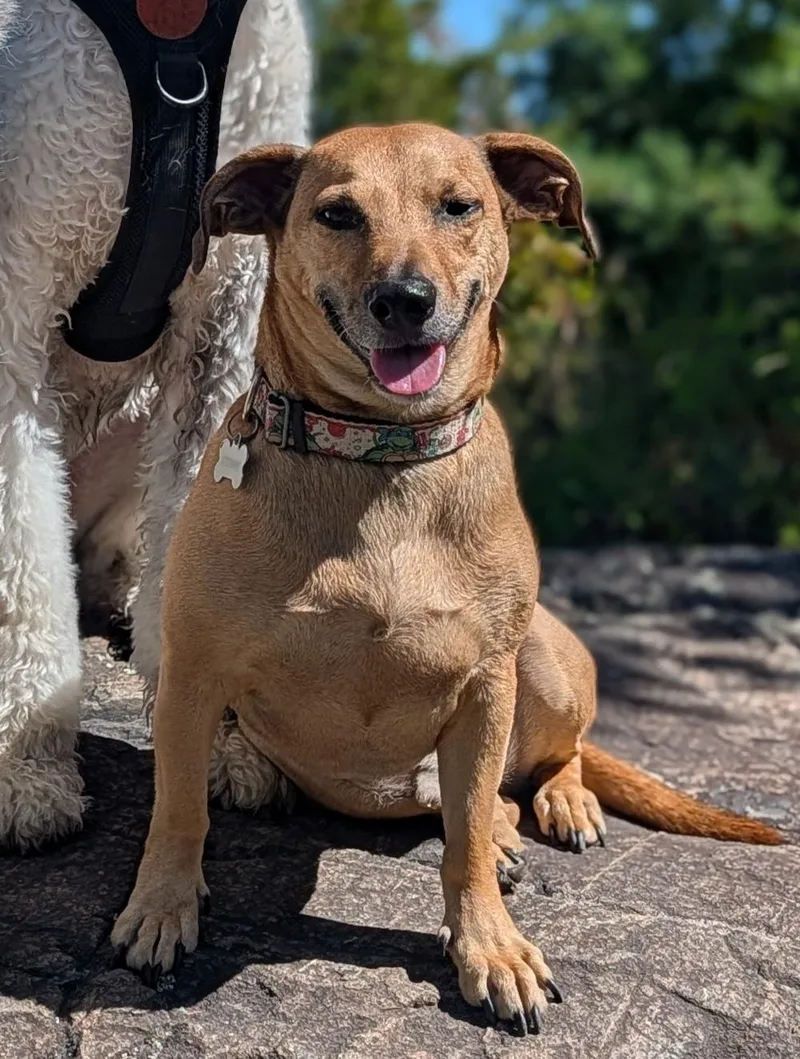 An adult medium-sized male Dachshund dog named Stewie for adoption in Winthrop, MA