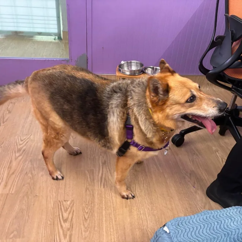 Lizzy thumbnail 3