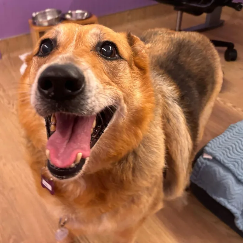 Lizzy thumbnail 4