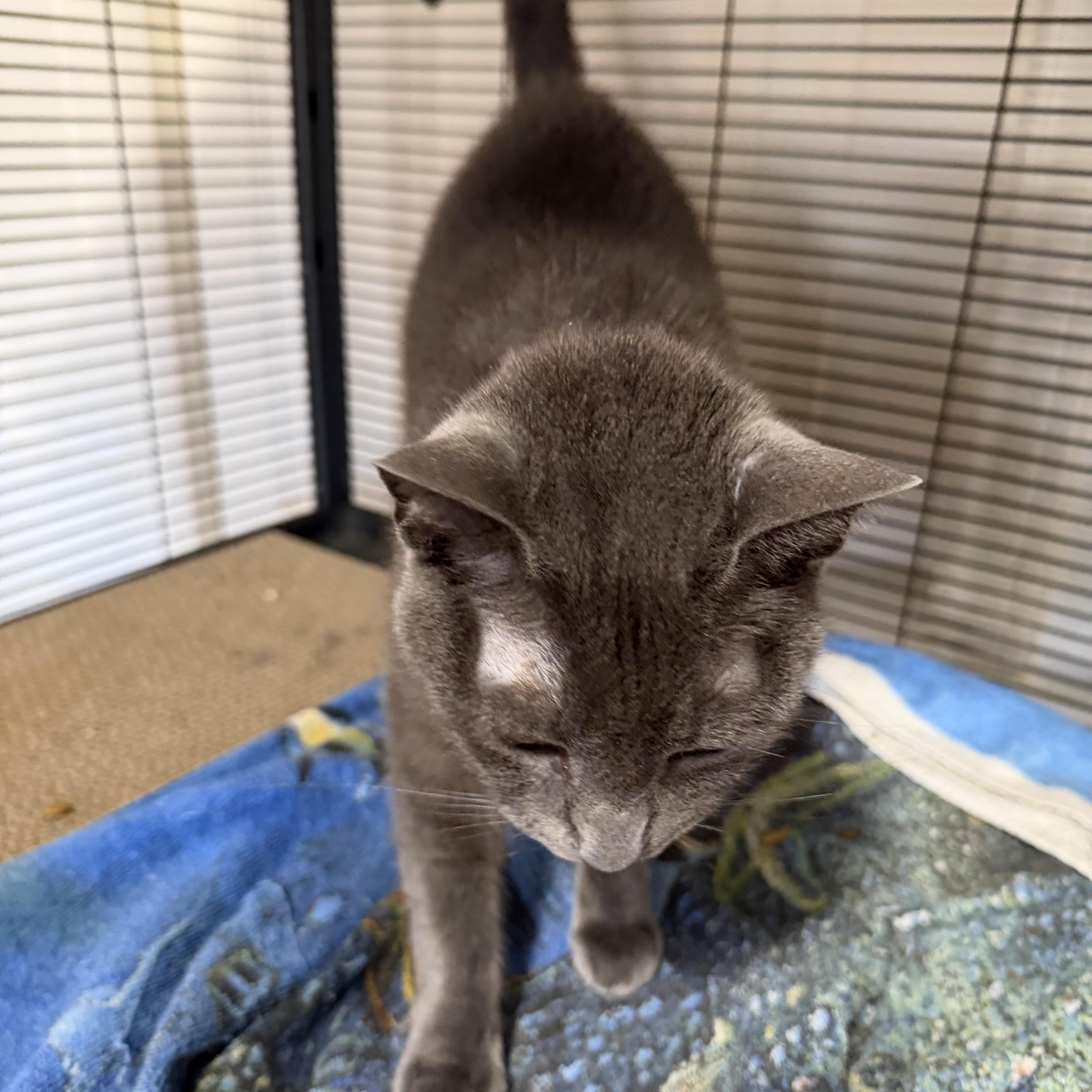 An adult medium-sized male Gray / Blue / Silver Russian Blue cat named Gustavo for adoption in Liverpool, TX