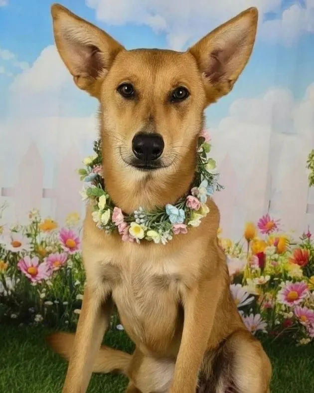 A young medium-sized female Carolina Dog dog named Yasu for adoption in North Syracuse, NY