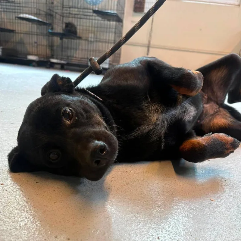 An adult medium-sized female Black Mixed Breed dog named Hamburglar for adoption in Huntington, WV