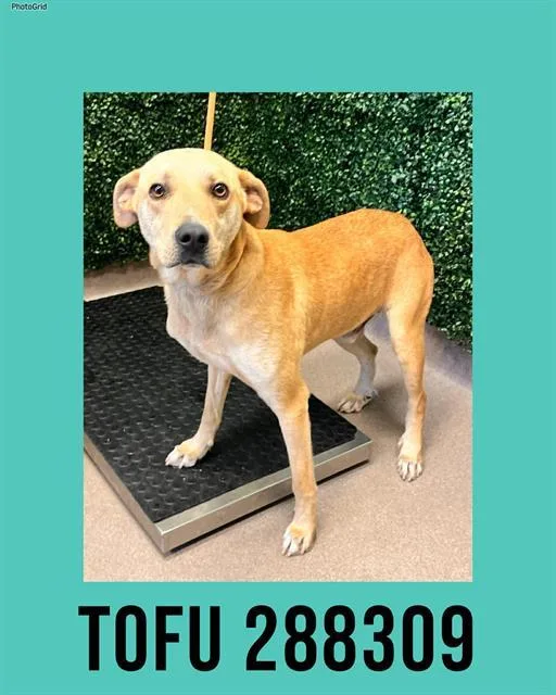 A young large-sized male Mixed Breed dog named Tofu for adoption in Macon, GA