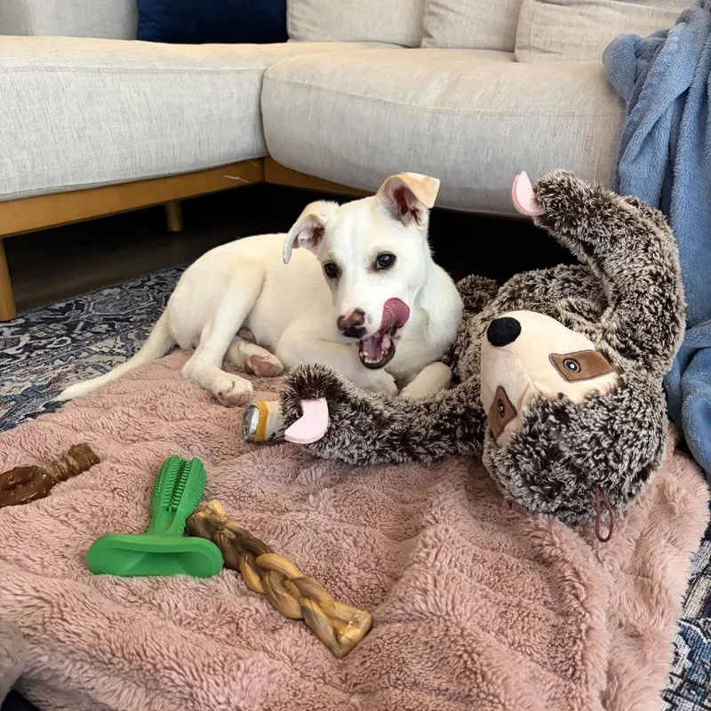 A young medium-sized male White / Cream Labrador Retriever dog named Possum D for adoption in Minnetonka, MN