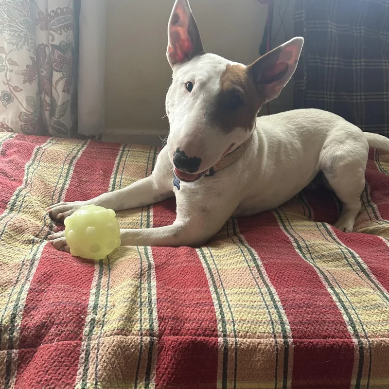 An adult medium-sized female White / Cream Bull Terrier dog named Junie for adoption in Sammamish, WA