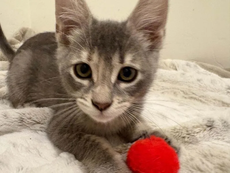 A baby small-sized female Blue Point Domestic Short Hair cat named Gemini for adoption in tucson, AZ