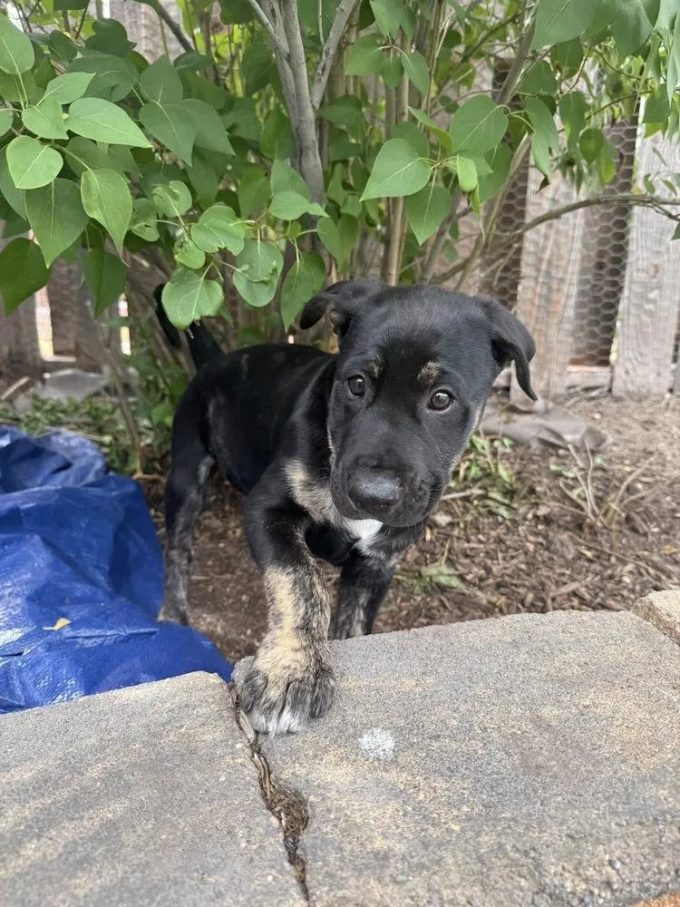 A baby small-sized male Tricolor (Brown, Black, & White) Labrador Retriever dog named Santos for adoption in Colorado Springs, CO