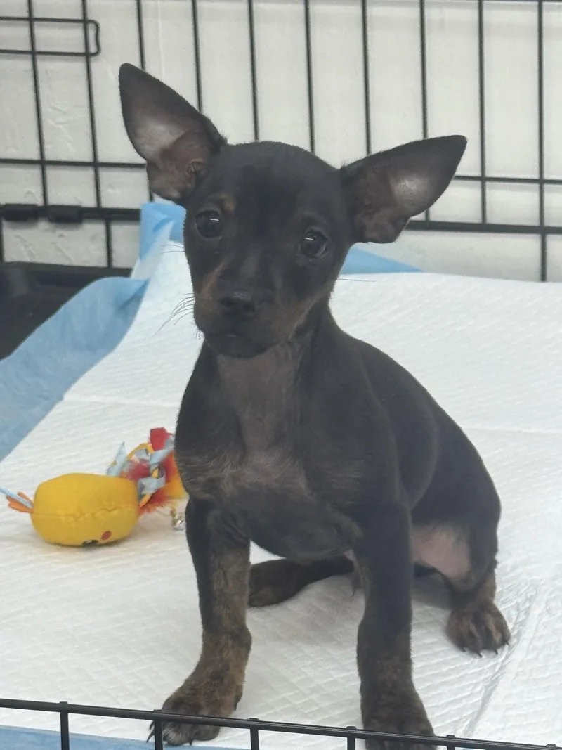 A baby small-sized male Bicolor Chihuahua dog named Falkor for adoption in Sonora, CA