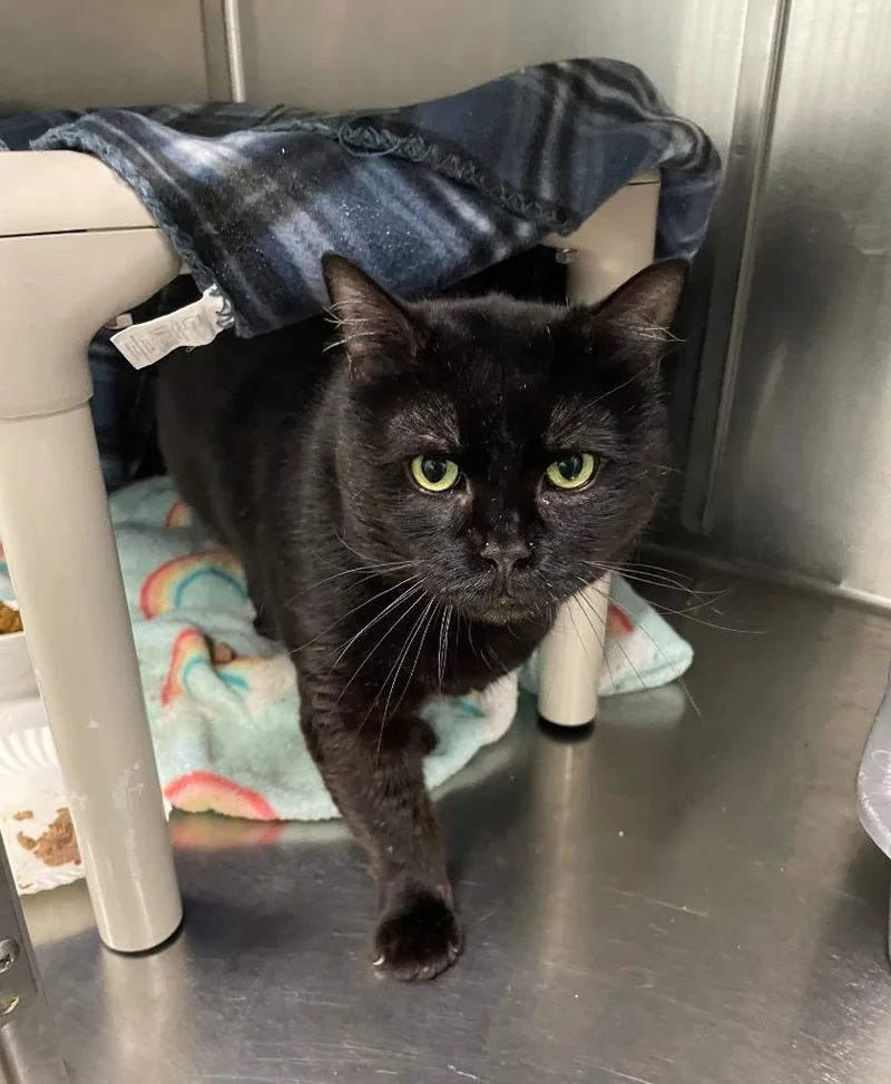 A senior medium-sized male Domestic Short Hair cat named Aries for adoption in Meriden, CT
