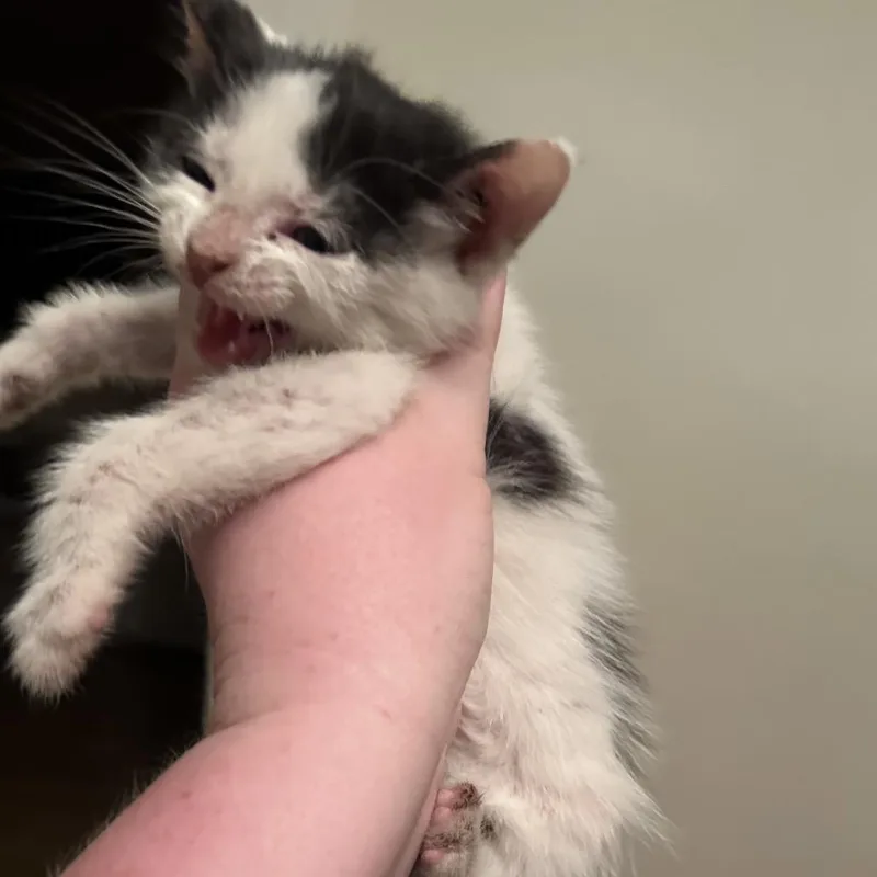 A baby small-sized female White Domestic Short Hair cat named Bloom for adoption in Pittsburg, KS