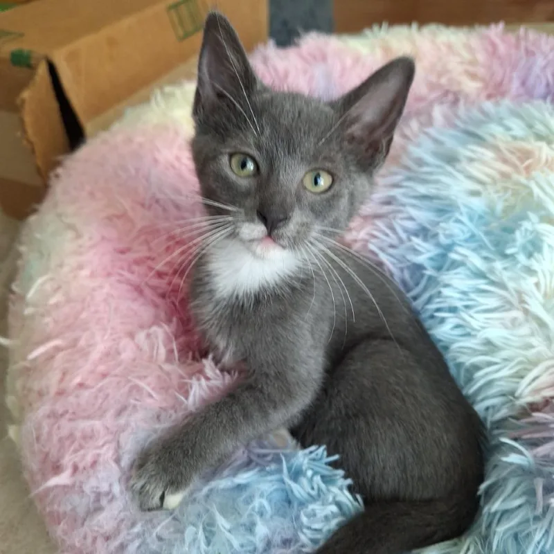 A baby small-sized female Gray / Blue / Silver Domestic Short Hair cat named Pandora for adoption in Chattanooga, TN