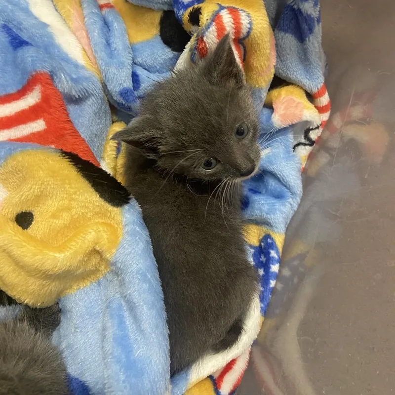 Pandora thumbnail 4