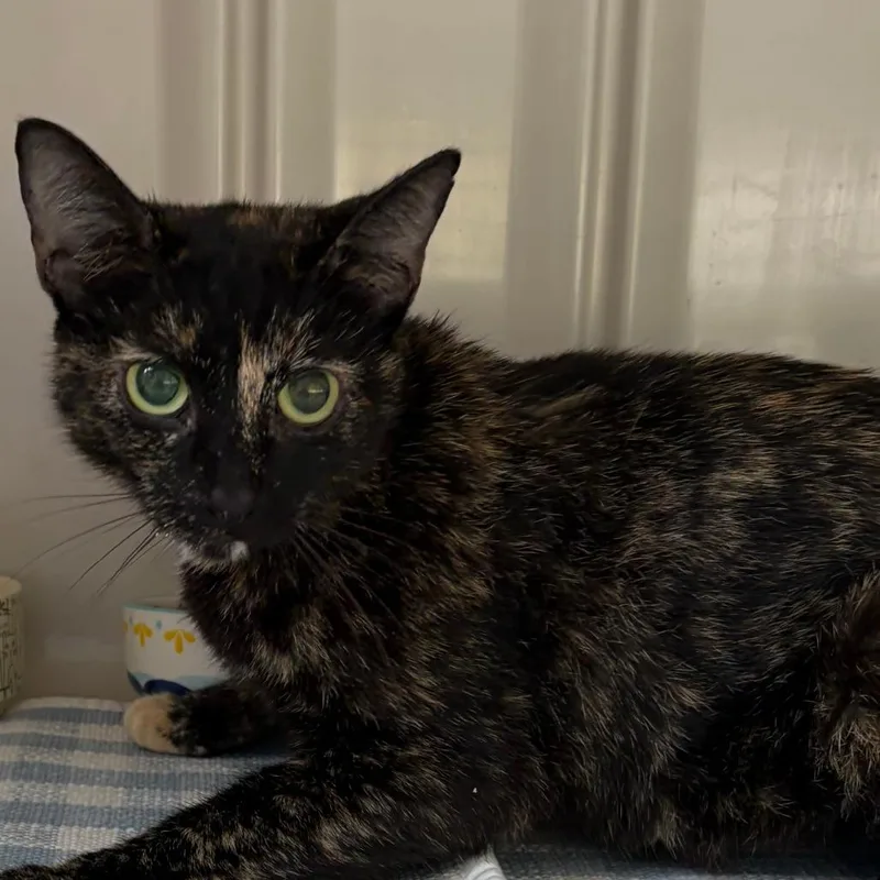 A young medium-sized female Black Domestic Short Hair cat named Sophia for adoption in Greensboro, GA