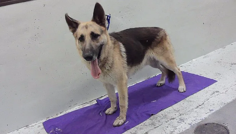 An adult large-sized male German Shepherd Dog dog named Cody for adoption in Houston, TX