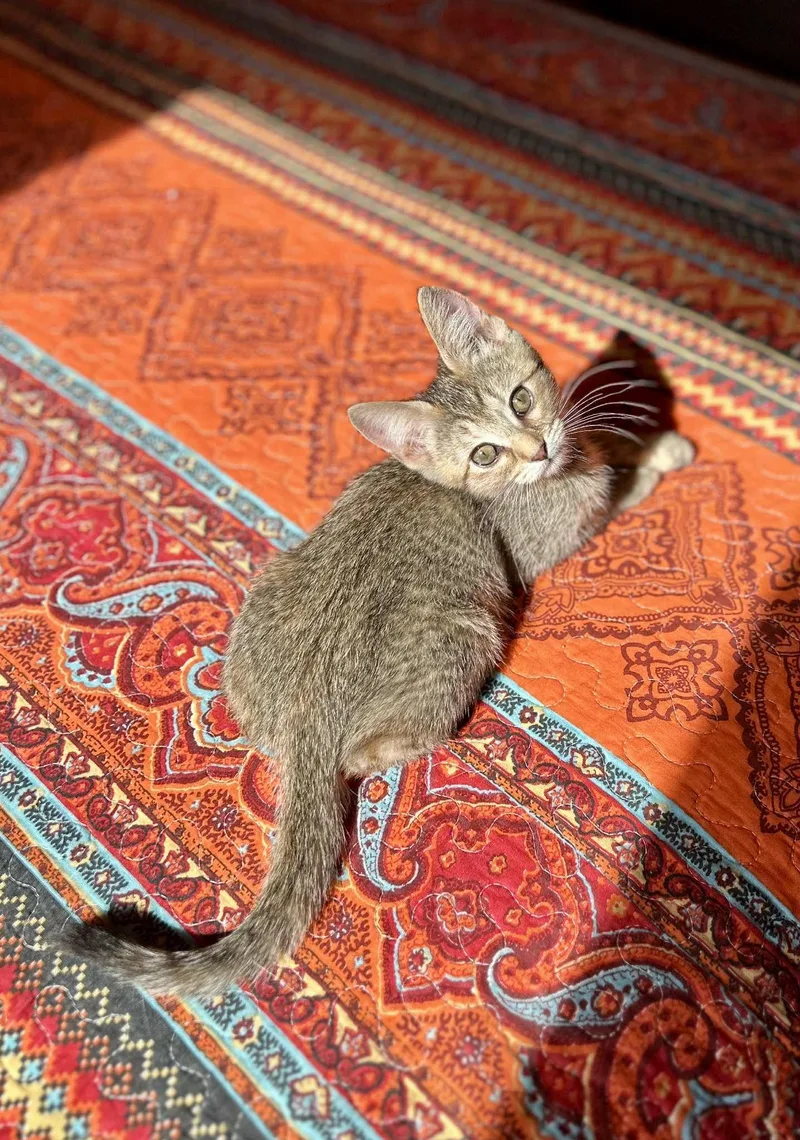 Mozzarella thumbnail 2