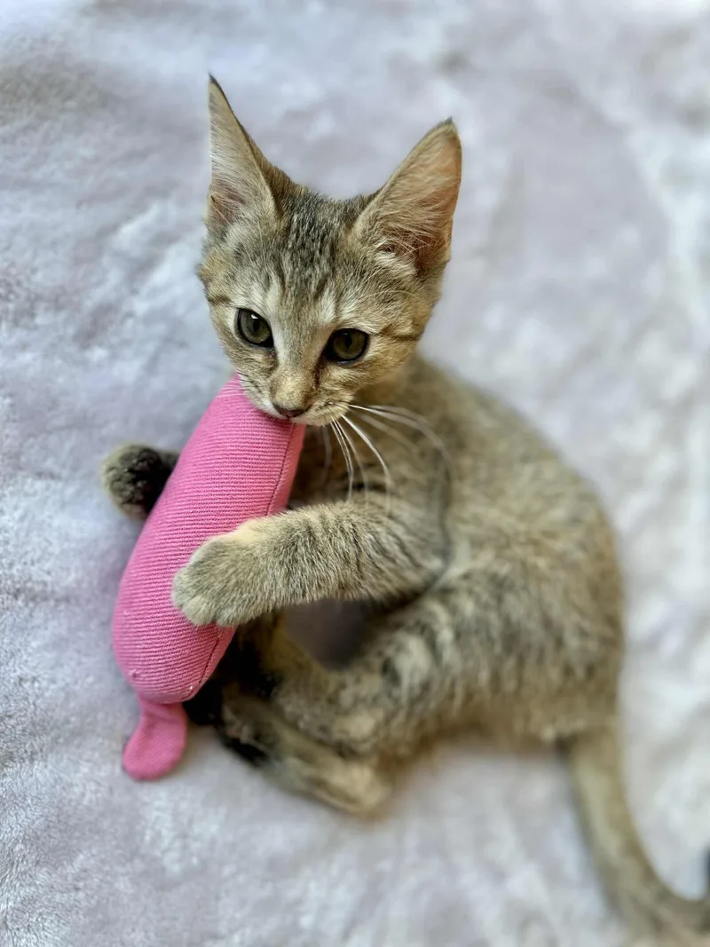 Mozzarella thumbnail 3