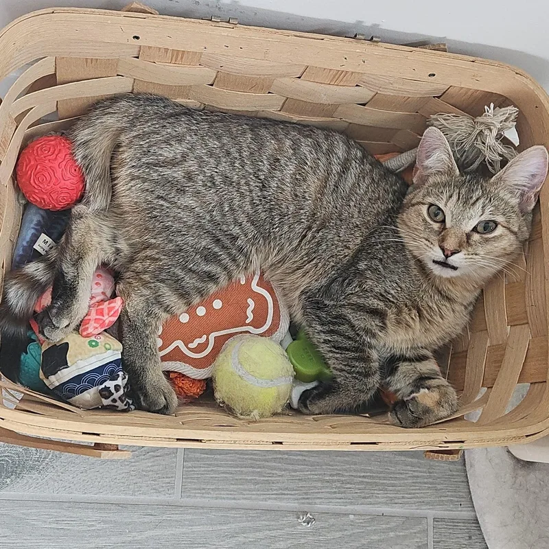 Mozzarella thumbnail 6