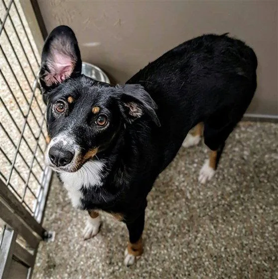 A young medium-sized female Australian Shepherd dog named Gretal for adoption in Clyde, NC