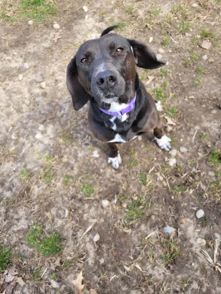 A young small-sized female Dachshund dog named Shay for adoption in Angola, IN