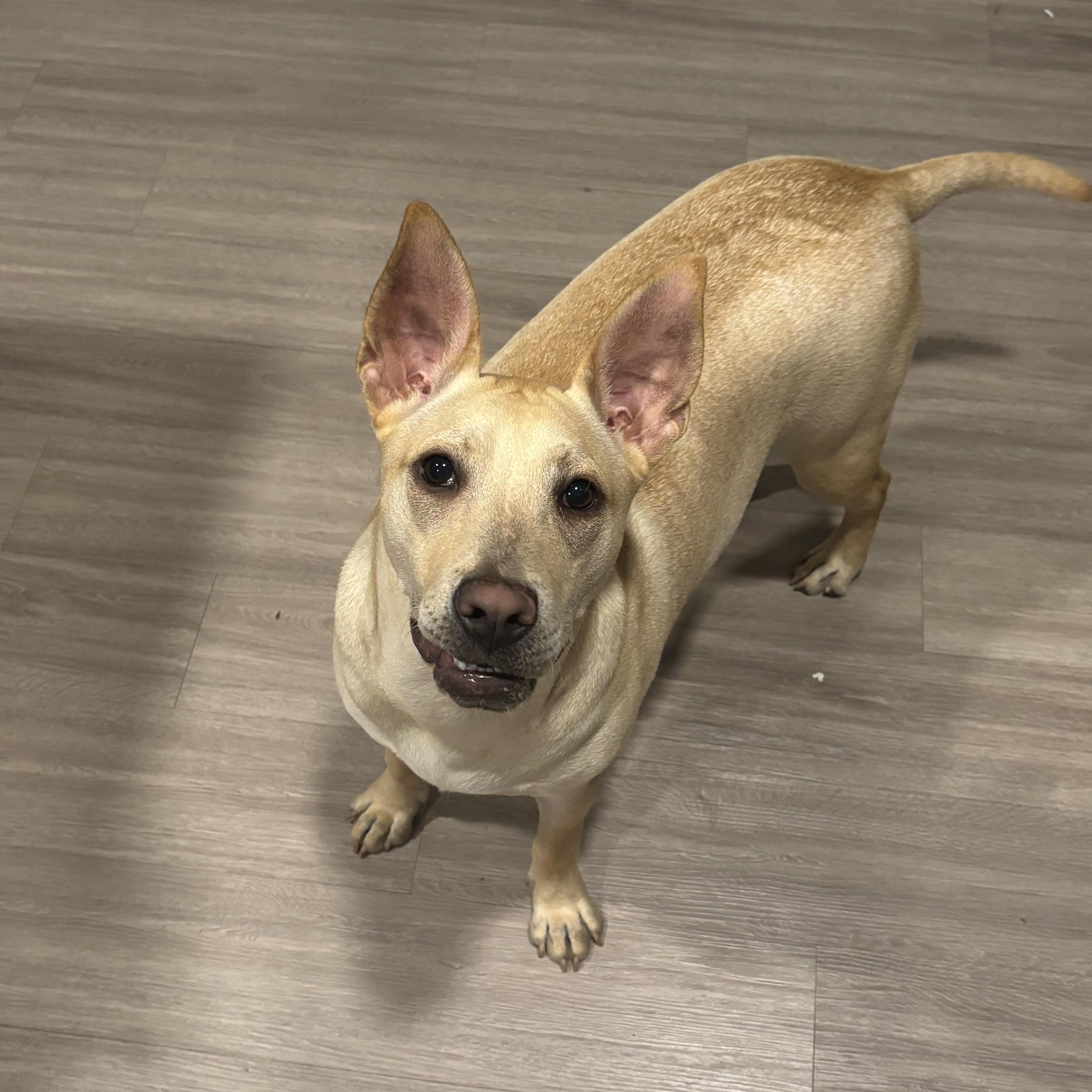 A young medium-sized female Apricot / Beige Carolina Dog dog named Rhea for adoption in Houston, TX