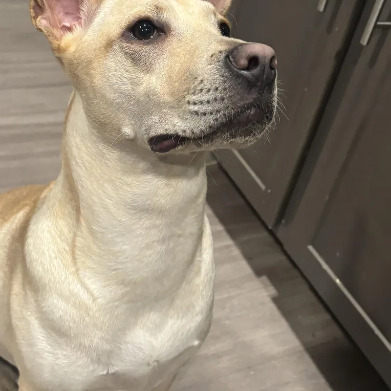 Rhea thumbnail 3