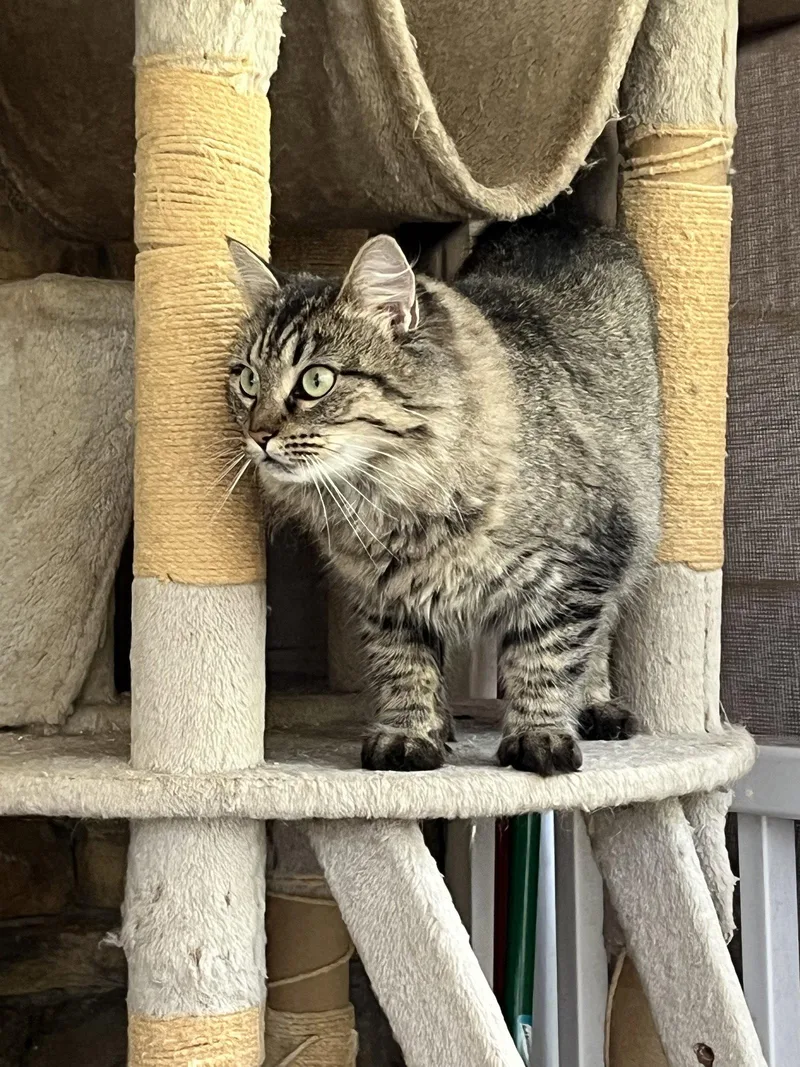 An adult large-sized female Maine Coon cat named Esther for adoption in Rural Hall, NC