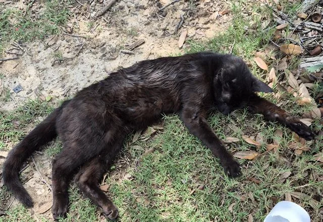 A young medium-sized male Domestic Short Hair cat named Nior for adoption in San Antonio, TX