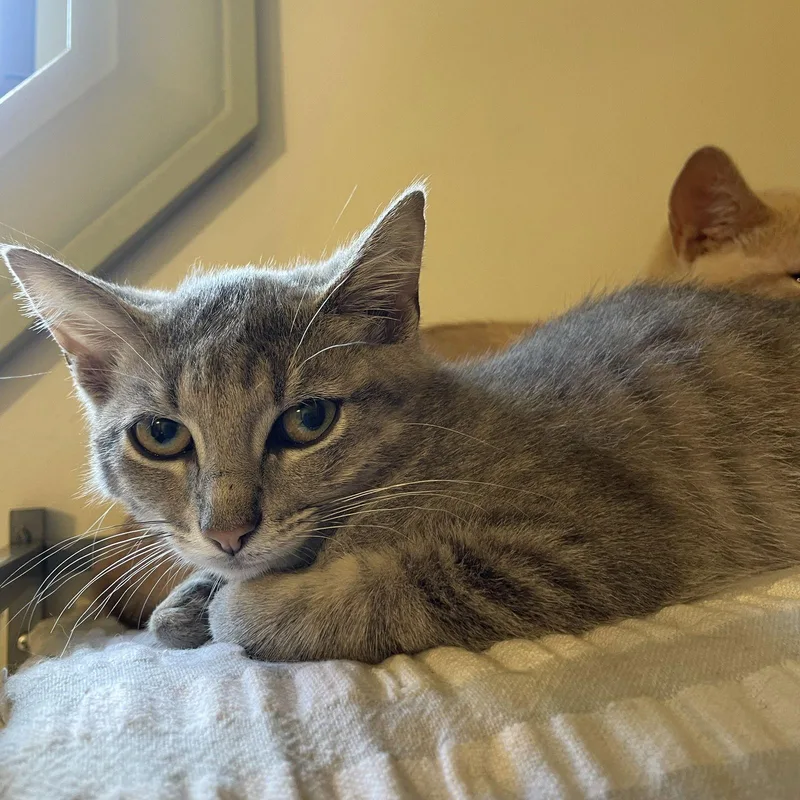 Stella Artois thumbnail 2