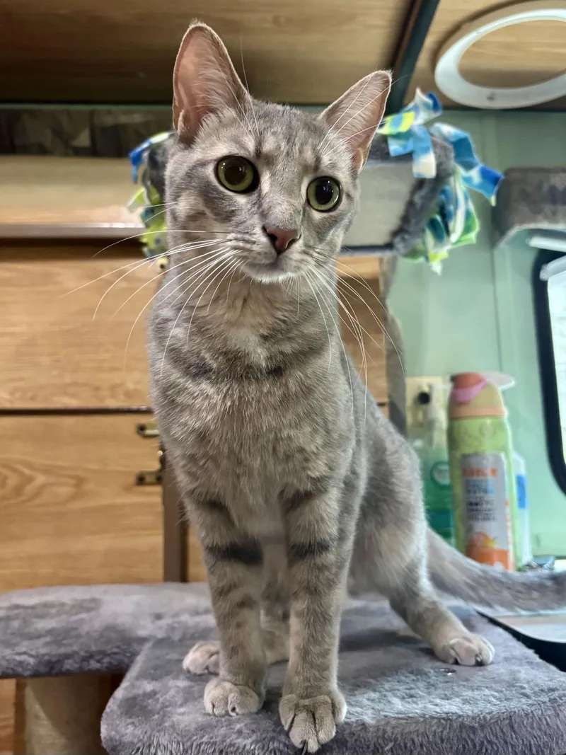 Stella Artois thumbnail 3