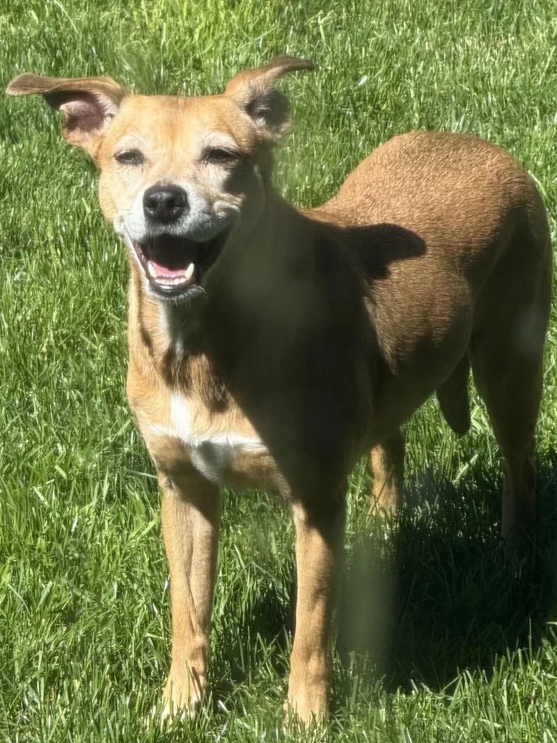 A senior small-sized female Brown / Chocolate Chihuahua dog named Becky for adoption in Silvana, WA