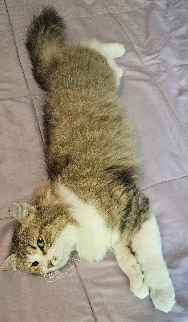 Fluffernutter