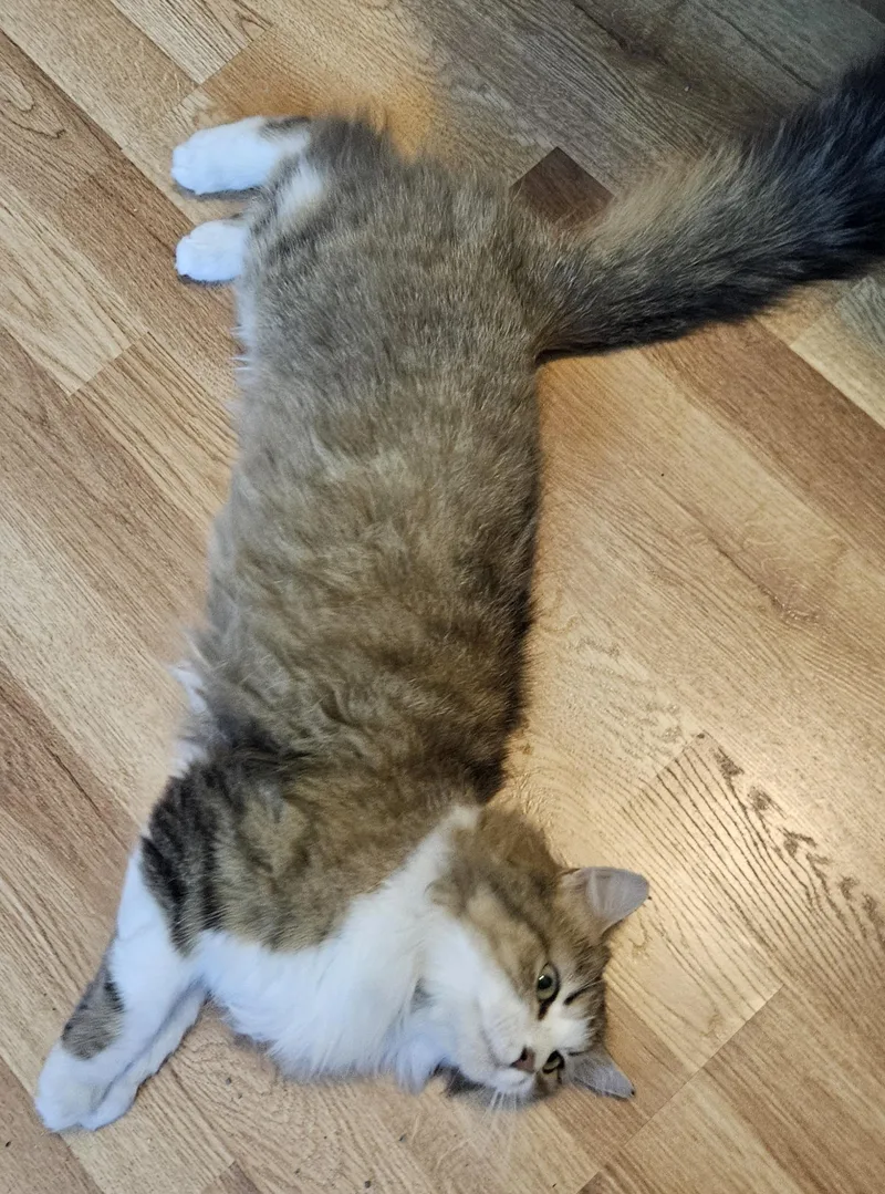 Fluffernutter thumbnail 4