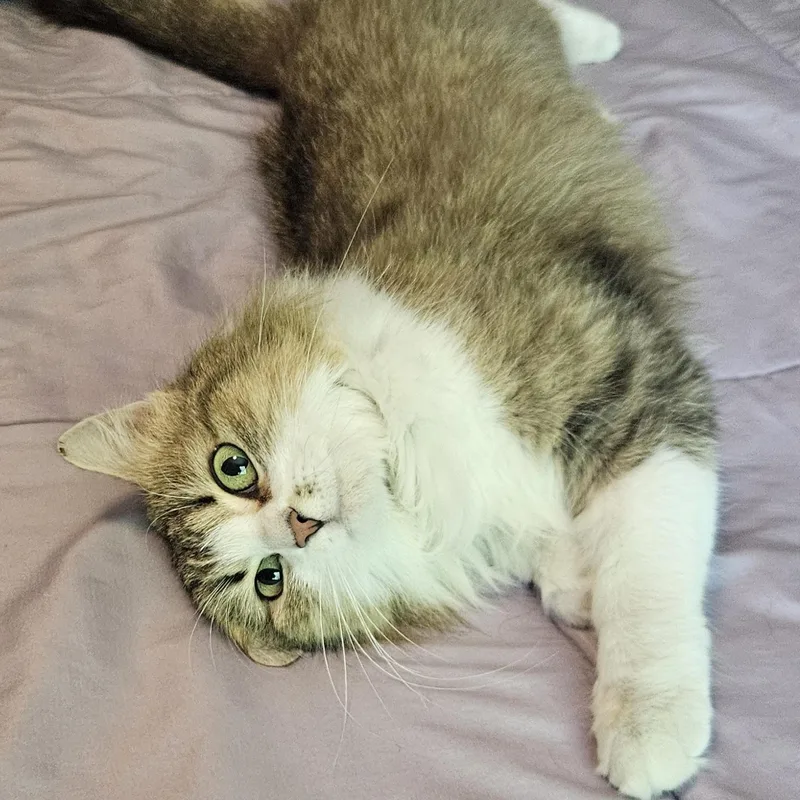 Fluffernutter thumbnail 5