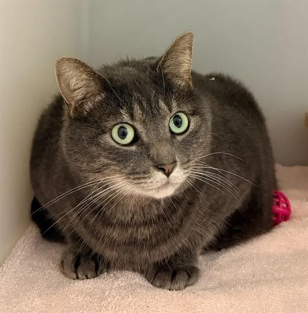 An adult medium-sized female Domestic Short Hair cat named Spicy for adoption in Statesville, NC