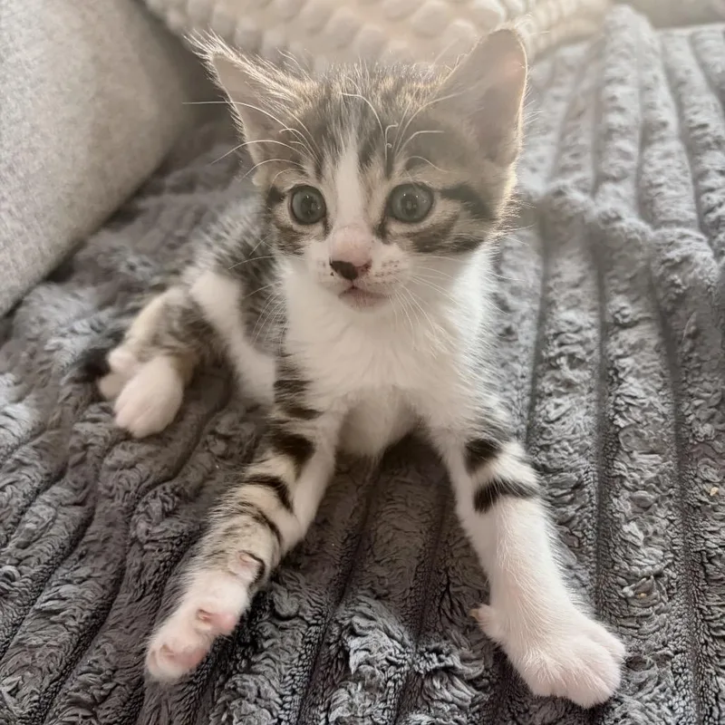 Phineas