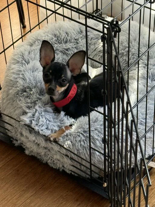 A young small-sized female Chihuahua dog named Angela for adoption in Los Angeles, CA