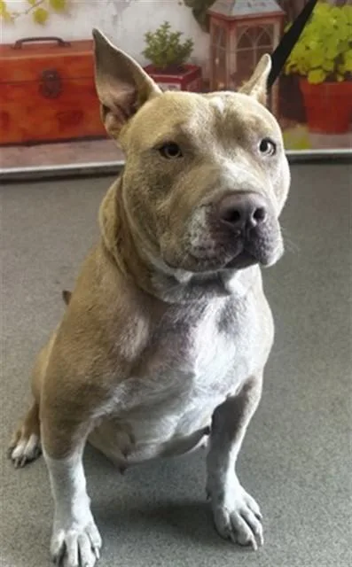 A young small-sized female Pit Bull Terrier dog named Princess for adoption in San Bernardino, CA