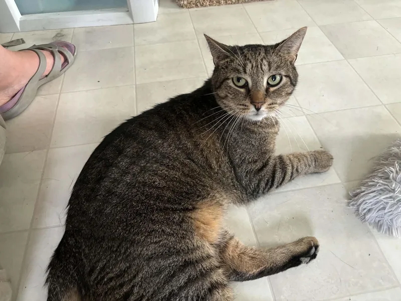 An adult large-sized male Domestic Short Hair cat named Beans for adoption in Queenstown, MD