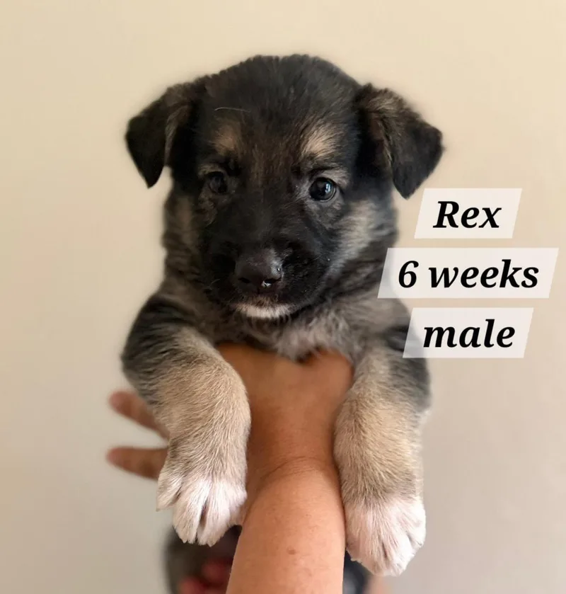 Rex thumbnail 2