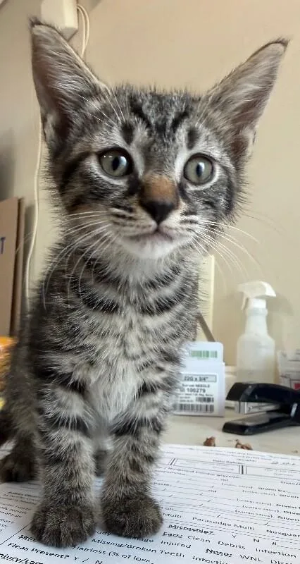 A young medium-sized male Tabby (Buff / Tan / Fawn) Domestic Short Hair cat named Unknown for adoption in Burgaw, NC