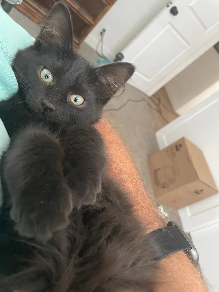 A baby small-sized female Domestic Long Hair cat named Sweetie for adoption in Ogden, UT