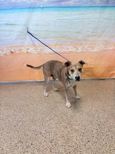 An adult large-sized female Terrier dog named Tara for adoption in Miami, FL