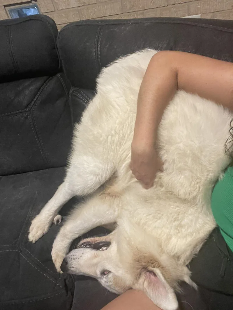 Casper : Your Fluffy thumbnail 2